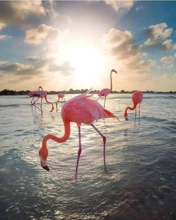 flamingos Montaje fotografico