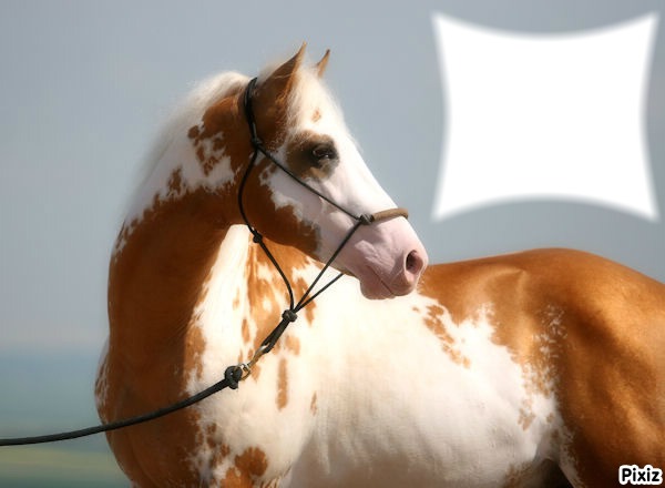 Magnifique cheval Photo frame effect