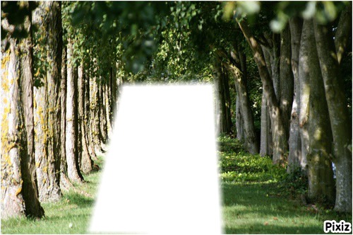 Allee , paysage Photo frame effect