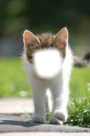 chat sans téte Photo frame effect