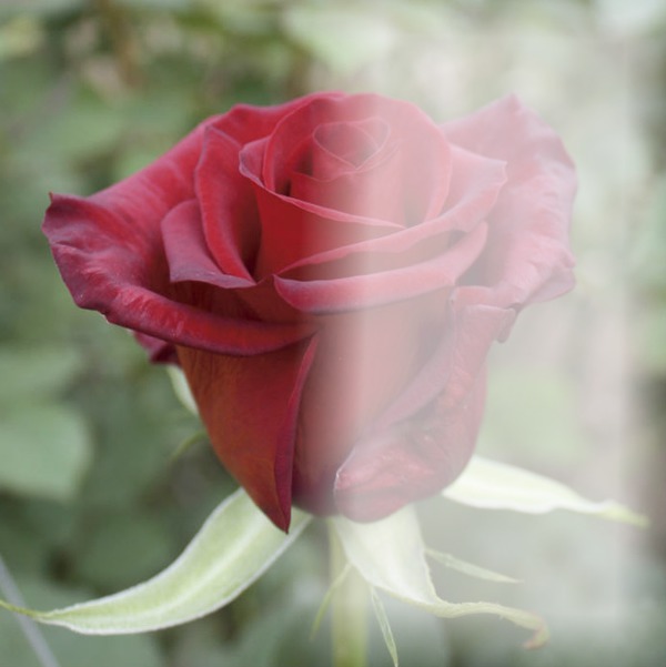 rosa vermelha Fotomontáž