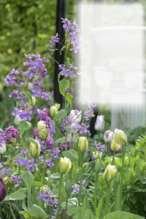 Jardin de fleurs & tulipes Montaje fotografico