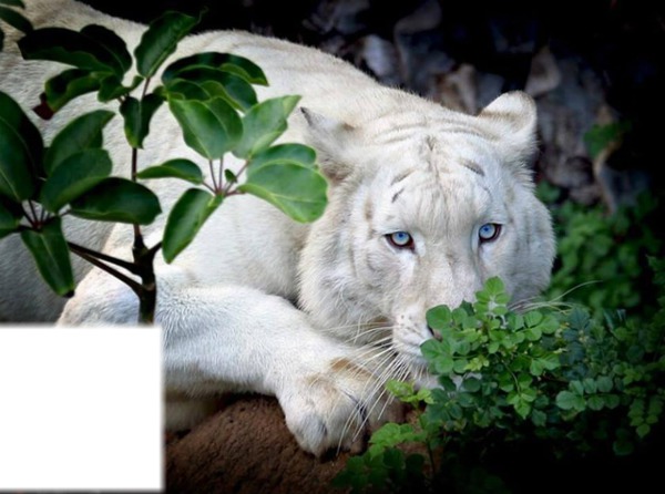 tigre blanc Montaje fotografico