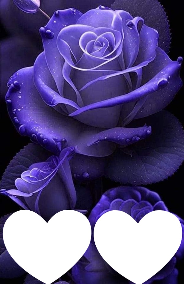 Ma violette rose Photo frame effect