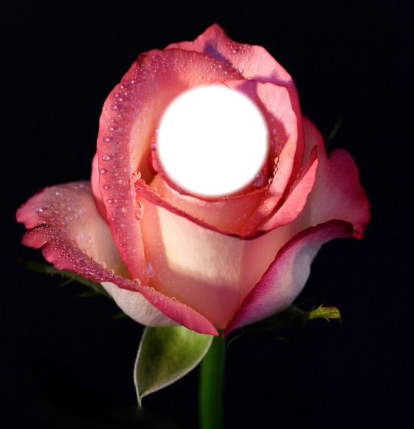 La Rose Photomontage