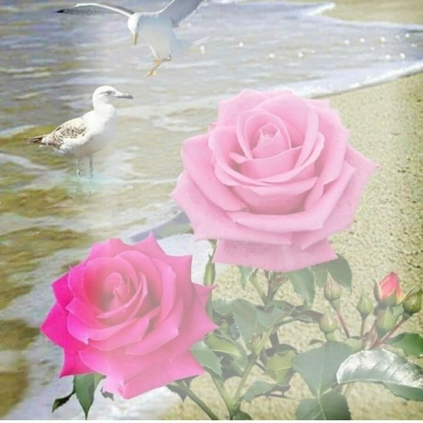 2 rosas rosadas Fotomontagem