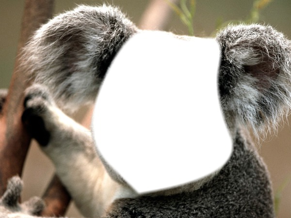 visage de koala Fotomontagem