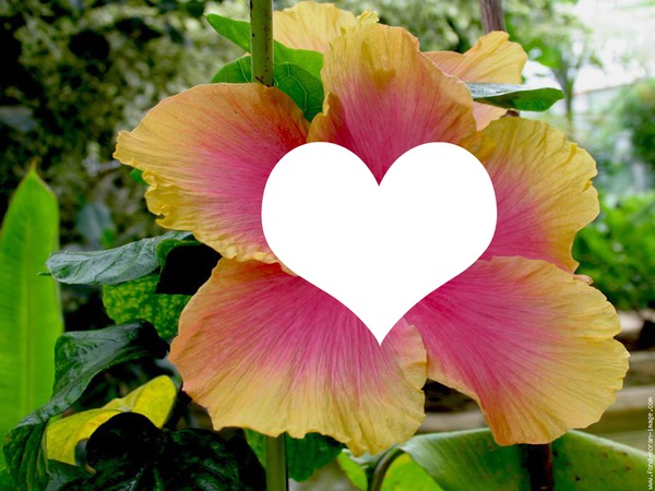 Fleur d'Hibiscus NC Fotomontaggio