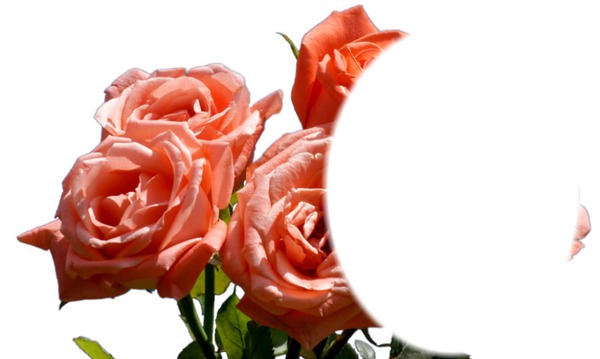 cadre fleur rose Fotomontažas