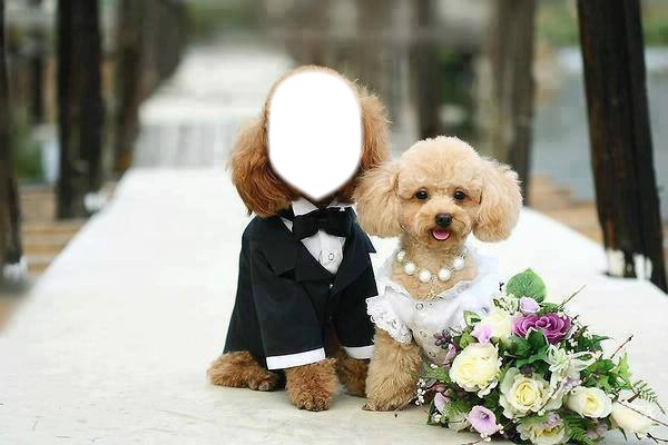 mariage caniche Фотомонтажа