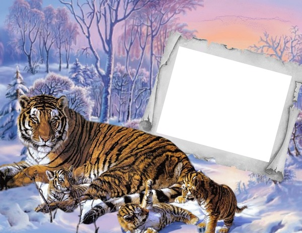 Zima,tygři,sníh Fotomontaż
