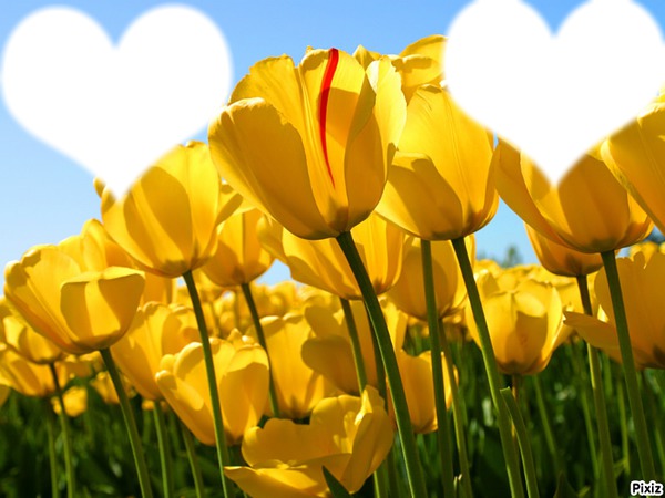 Les tulipe de l'amitier Fotomontaggio