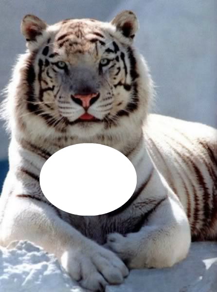 soy tu tigre Fotomontage