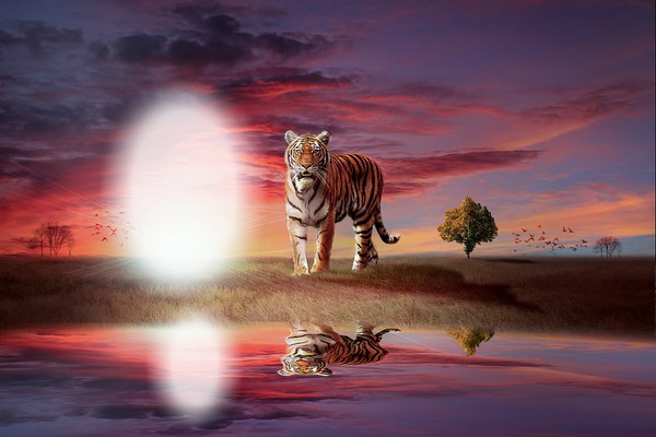 tigre Фотомонтаж