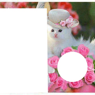 RED e gattina Photo frame effect