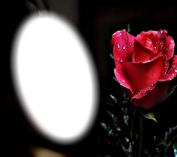 Rote Rose der Liebe Fotomontaż