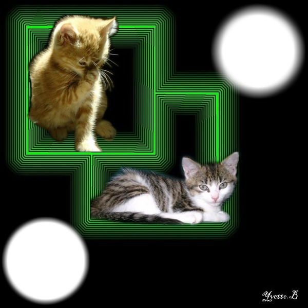 Chats Montage photo