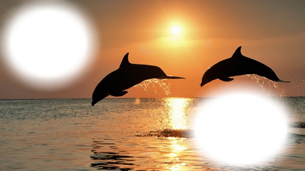 dauphins coucher de soleil Montaje fotografico