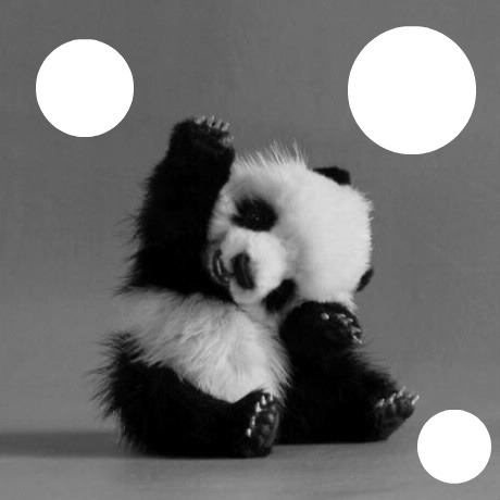 Panda Fotomontāža