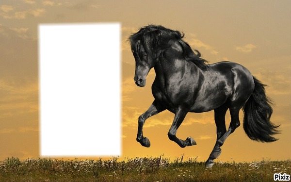 HORSE Photo frame effect