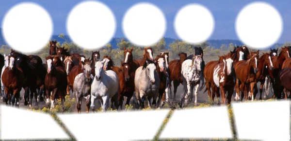 chevaux Fotomontaggio