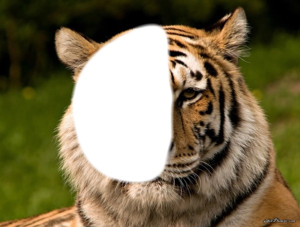 Demi tête de tigre Photomontage