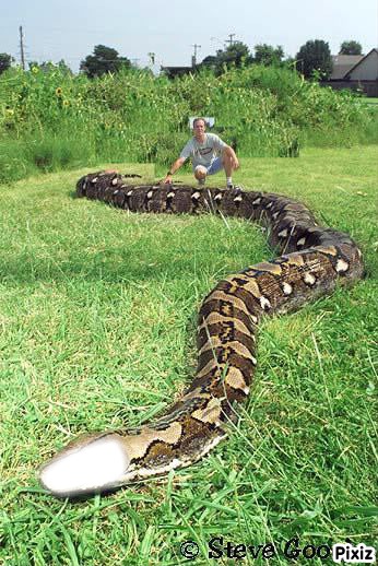 gros serpent Fotomontáž