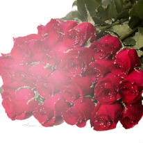 Red roses (trandafiri rosii) Photo frame effect