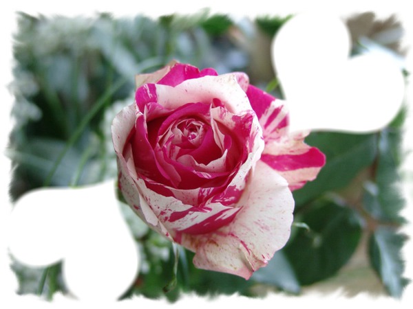 la beauté des roses Φωτομοντάζ