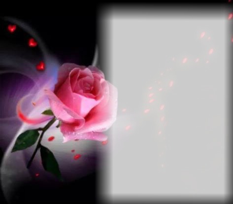 Night Rose Photo frame effect