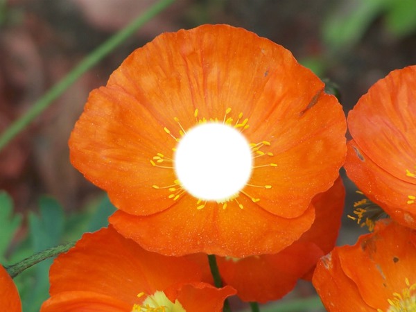 Fleur Orange Fotomontāža
