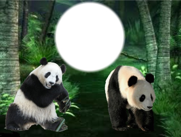 Pandas Fotomontāža