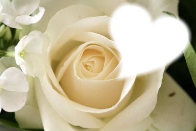 Rose blanche Фотомонтажа