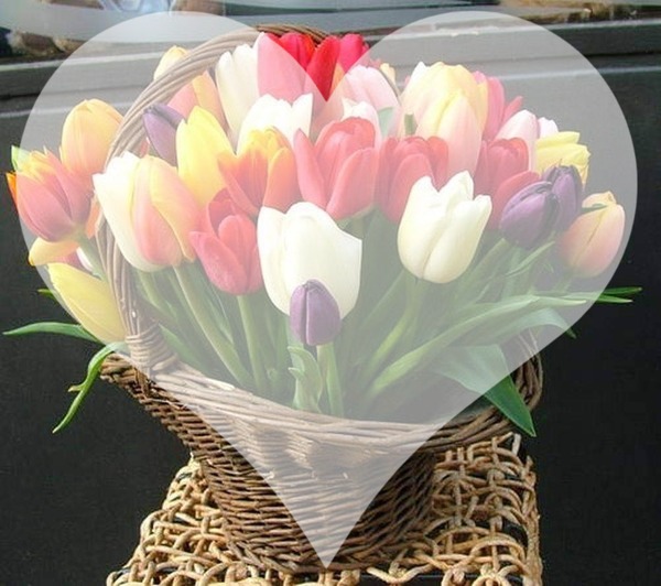 Tulip Fotomontage