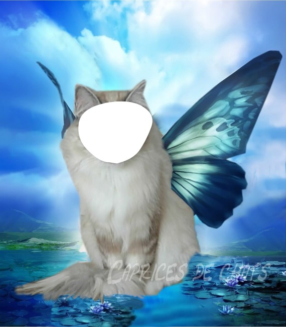 chat ange Montage photo