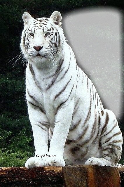 Cc majestuoso tigre Fotomontaža