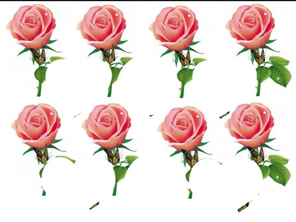 8 roses roses laly Montage photo