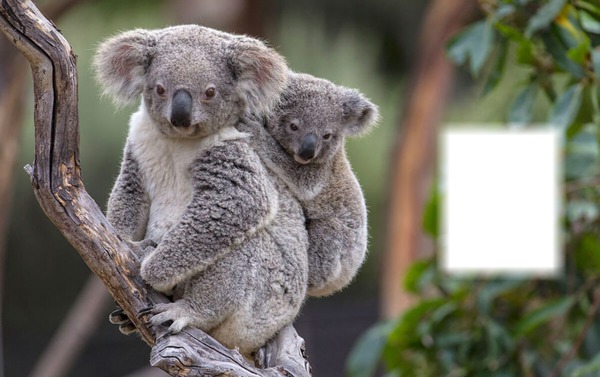"koala" Photo frame effect