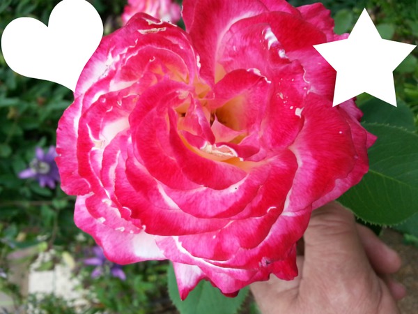 Pink rose フォトモンタージュ