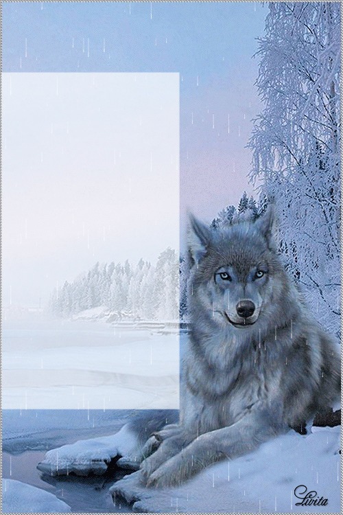wolf Fotomontage