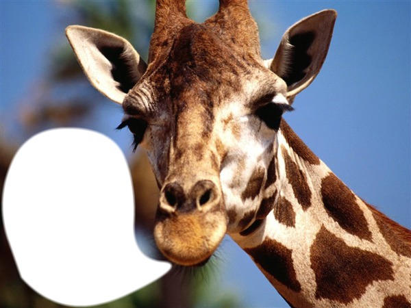 Girafe Fotomontažas