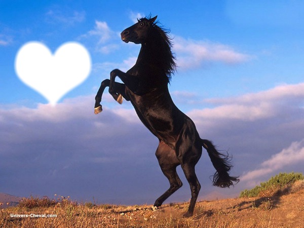 cheval <3 Fotoğraf editörü