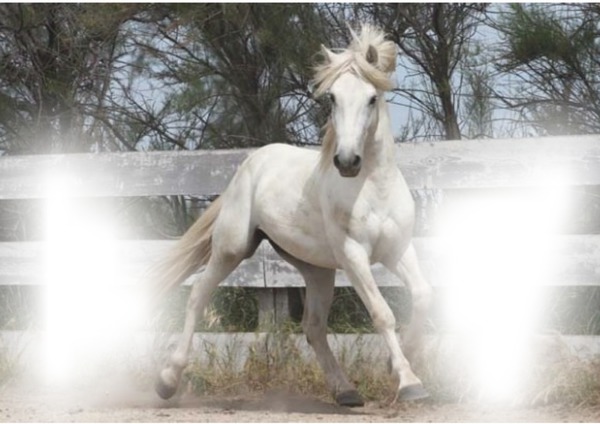 cheval de carmargue Photomontage