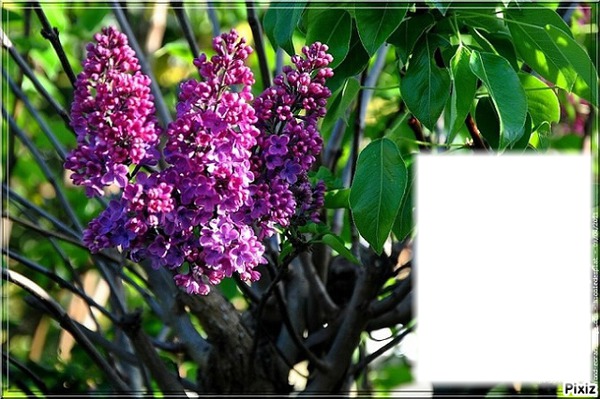 Lilas Photo frame effect