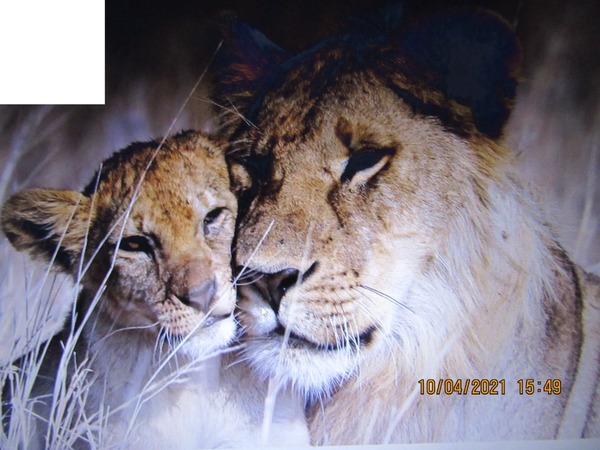 Lions Photo frame effect