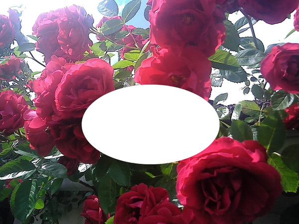 cadre roses Fotomontage