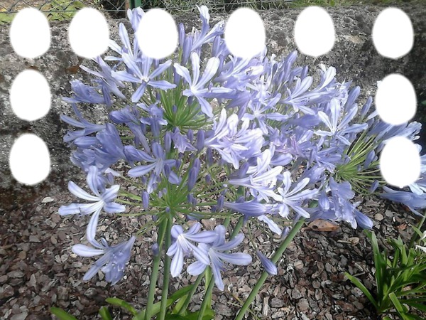 blu fiori Fotomontagem