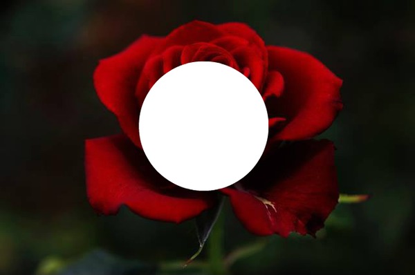 Rosa Roja Fotomontagem