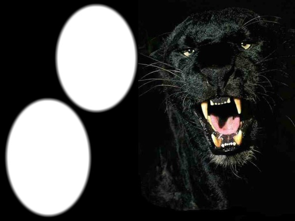 2 pic Black Panther Fotomontáž