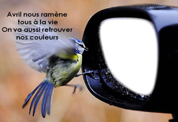 Les belles de la nature Fotoğraf editörü